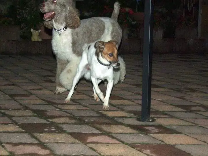 Chieca‘s Ankunft aus dem Tierheim Györ