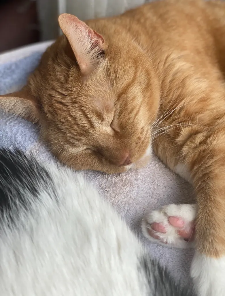 Andachtsbild von Maren Schmitz