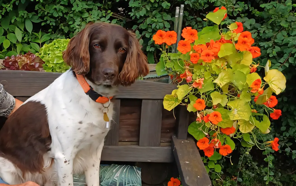 Andachtsbild von Gudrun