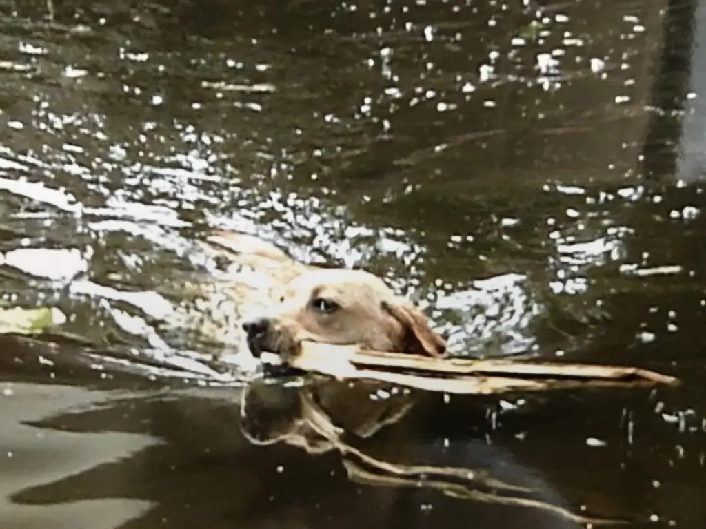 Condolence image of Elzbieta mit Max im Herzen 
