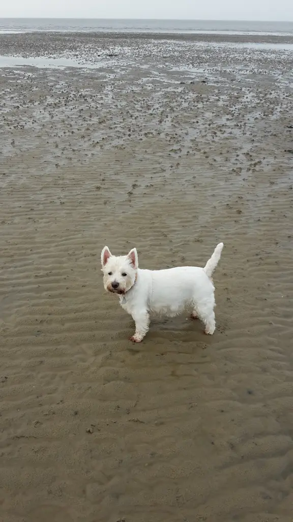 Condolence image of Hannelore mit Flocke im Herzen