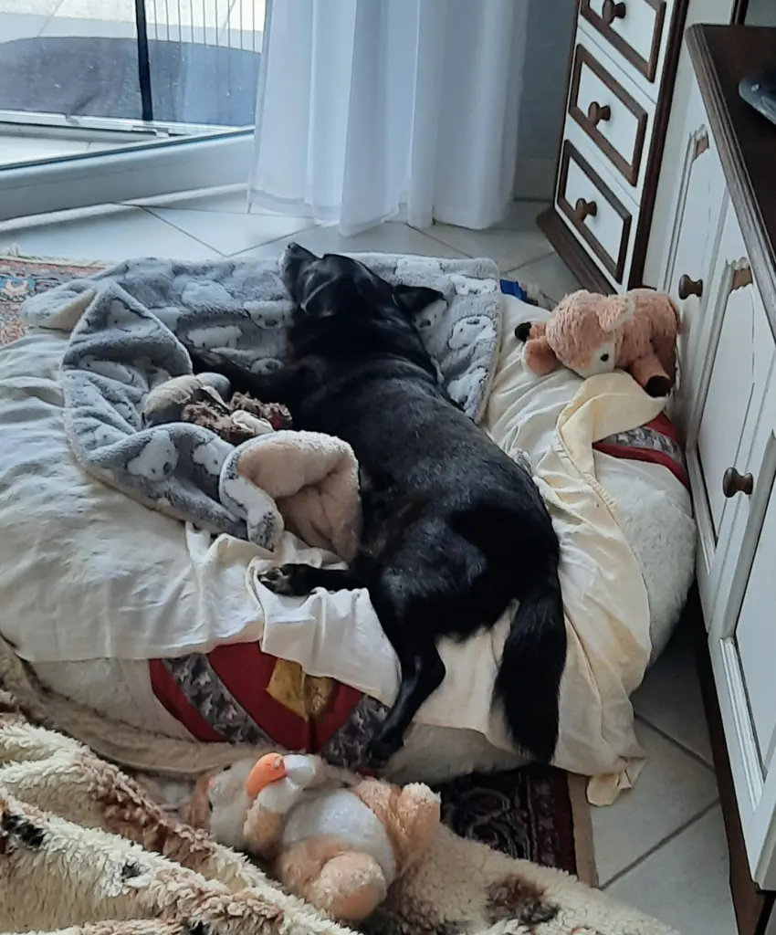 Das Hinterbein musste  immer raushängen