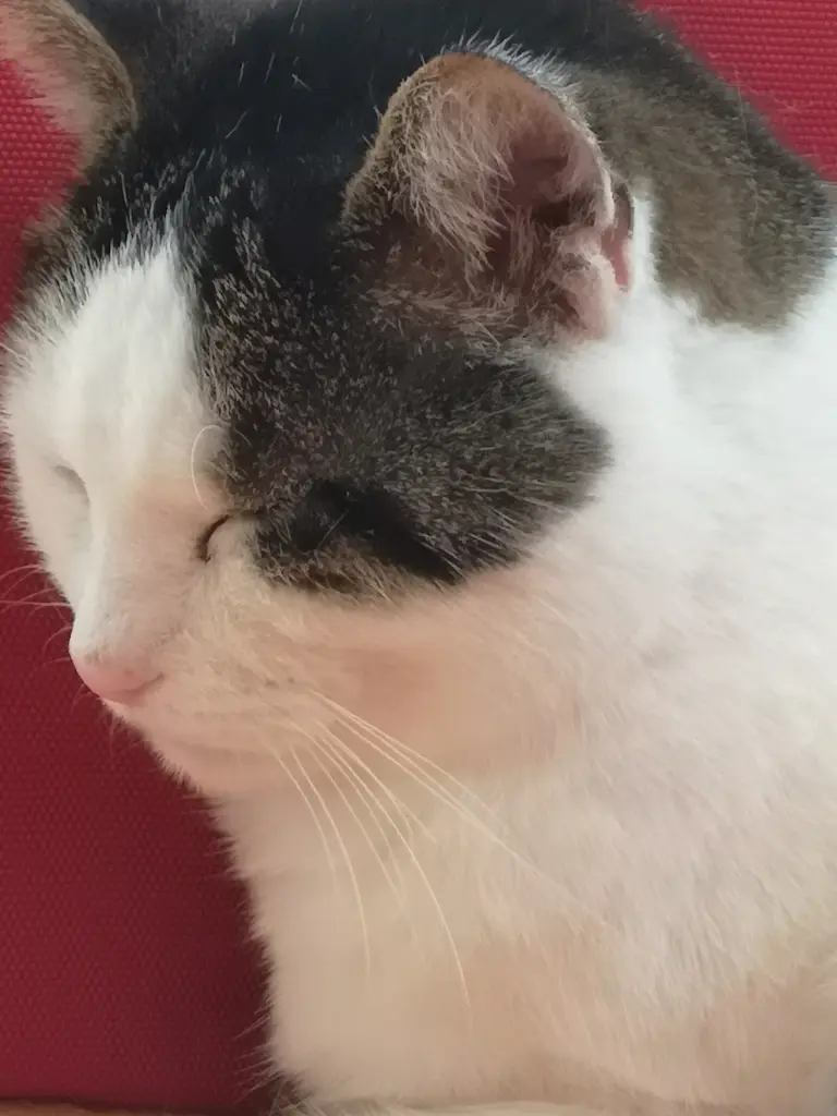 Andachtsbild von Irene