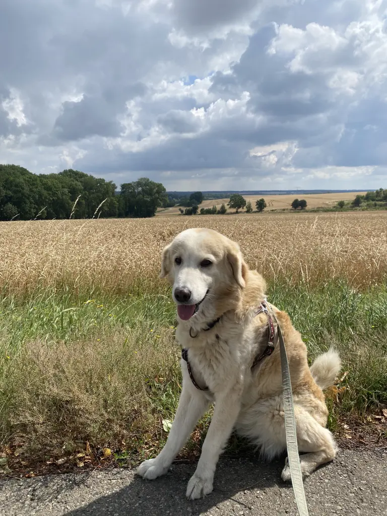 Andachtsbild von Gundula