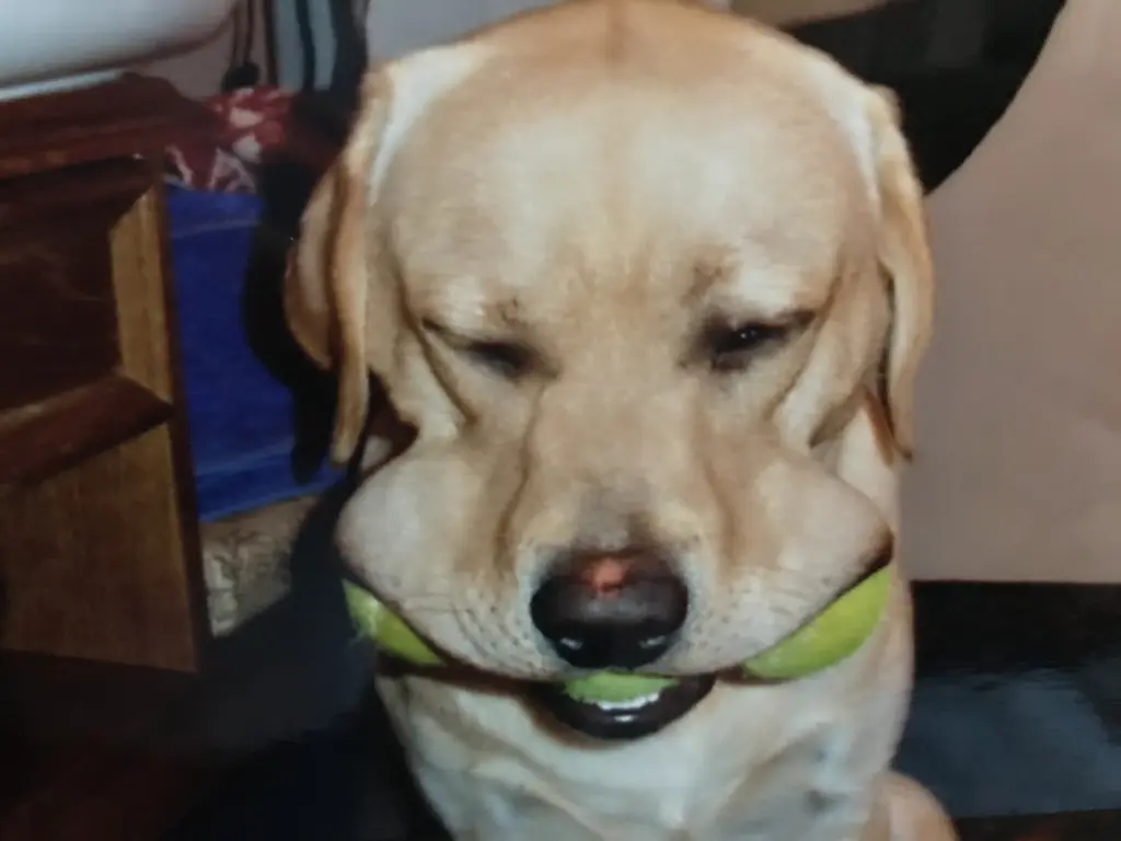 Condolence image of Elzbieta 