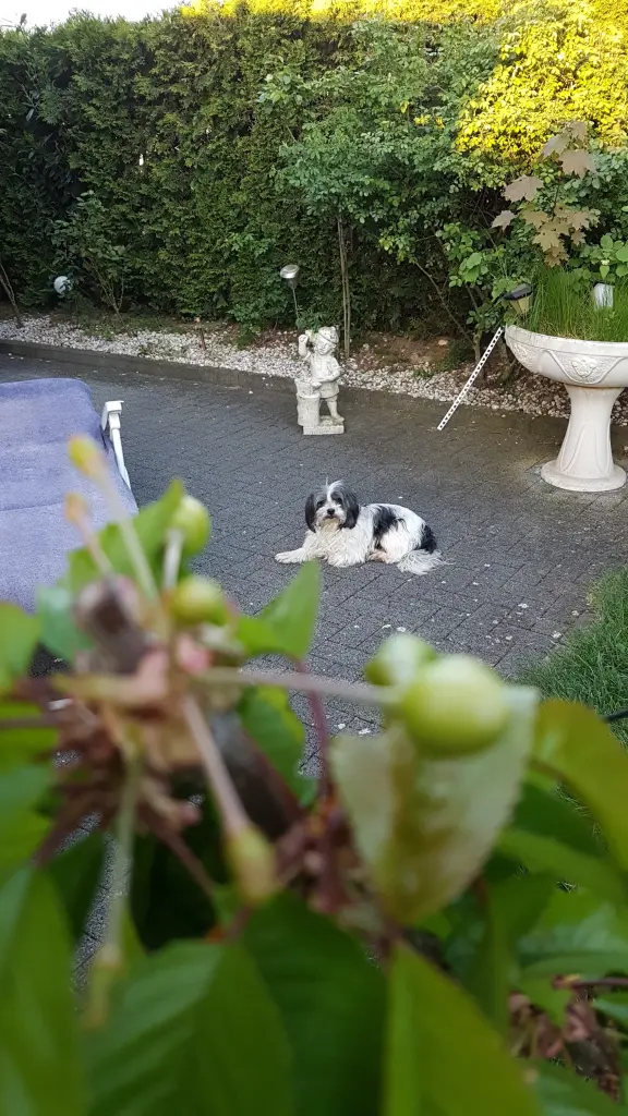 Andachtsbild von Winfried Könen