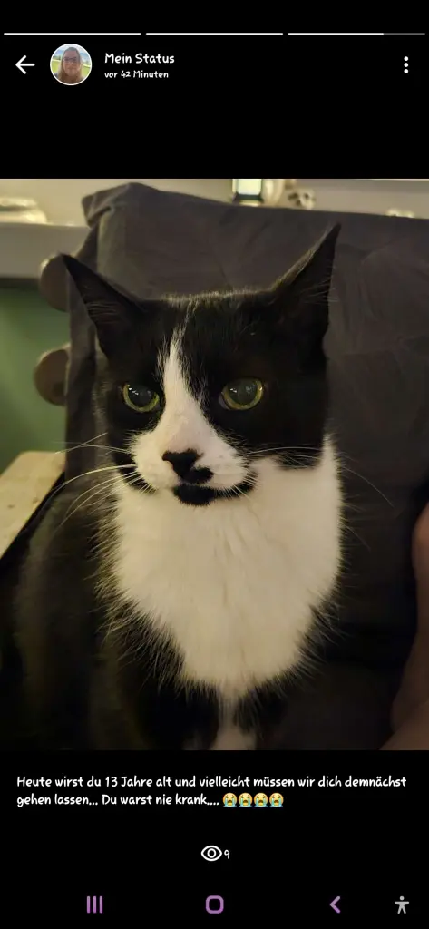 Kitty kurz vor ihrem Tod