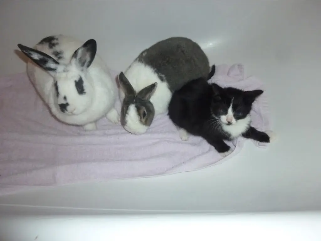 Kitty und ihr grau/weiße Hase Max