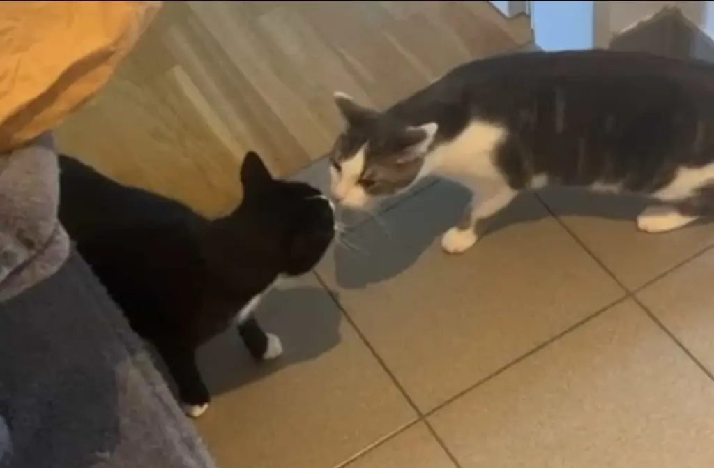 Kitty und Herbert (von meiner Tochter der Kater)