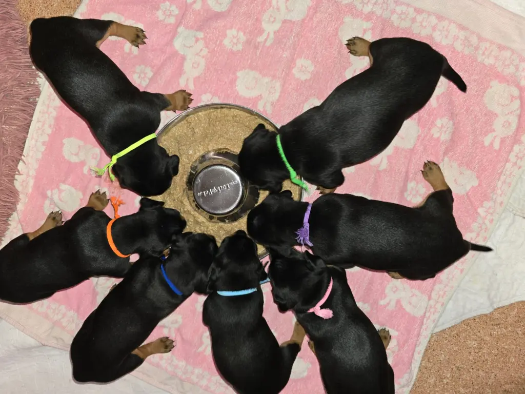 Andachtsbild von Andrea