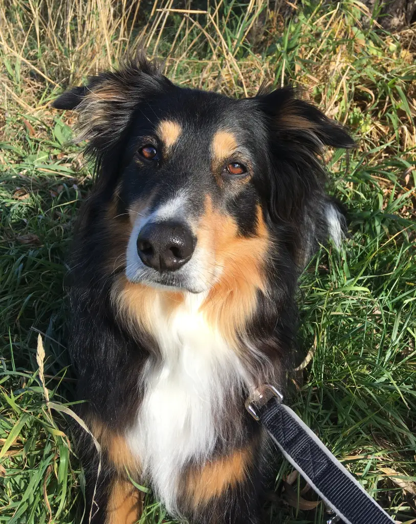 Sam genießt die Sonne