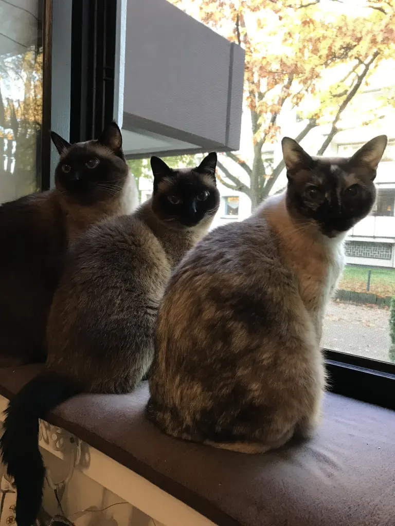 Unser Dreier-Rudel, jetzt ist nur noch Romeo links bei uns