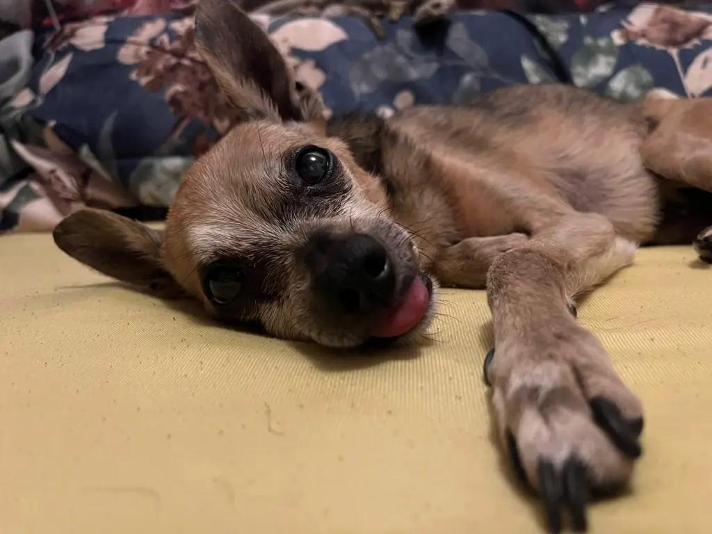 Andachtsbild von Diego Pirolli