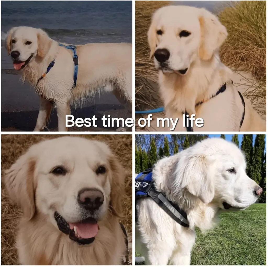 Andachtsbild von Claudia mit ASKO♥️