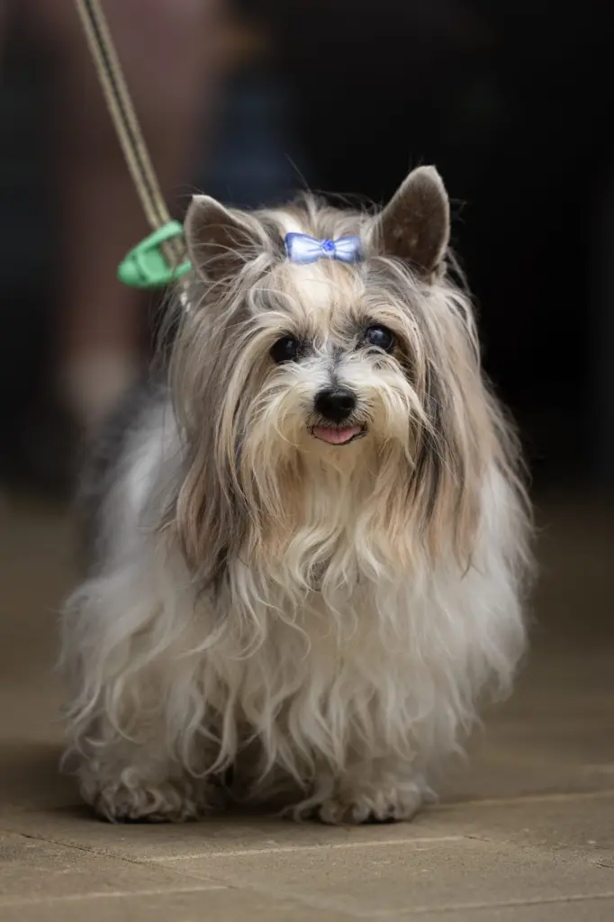 Andachtsbild von Konny mit Piccolino-Fly tief im