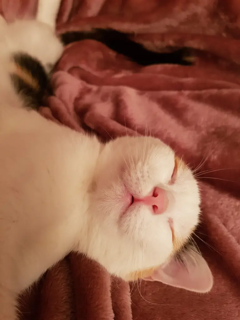 Dieses Engelsgesicht, wenn Mimi schlief