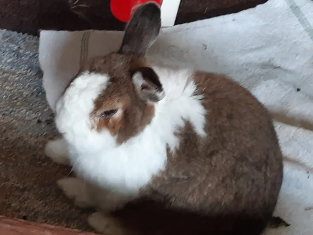 Andachtsbild von Doris