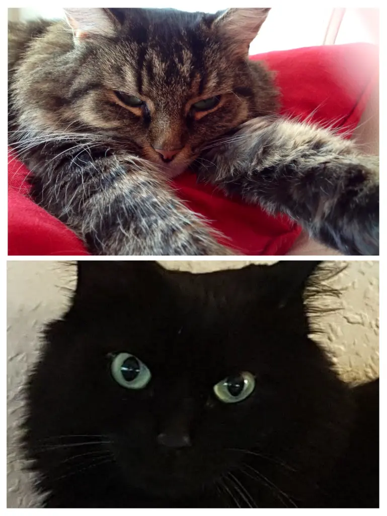 Andachtsbild von Nicole mit Roxy u. Nell Schanbacher