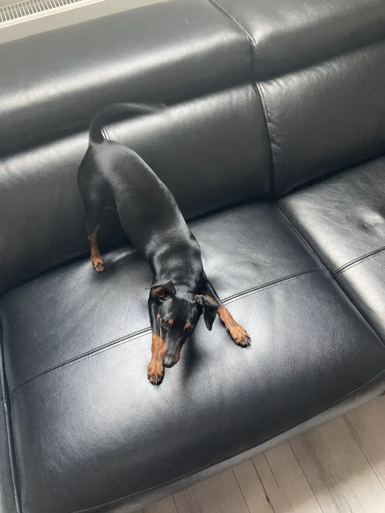 Cäsar im Spielmodus