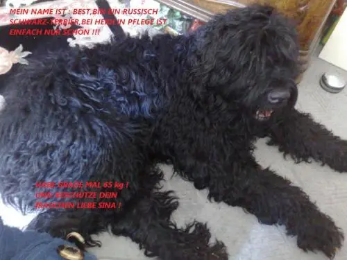 Image from mein Pflegehund ,,Best,,