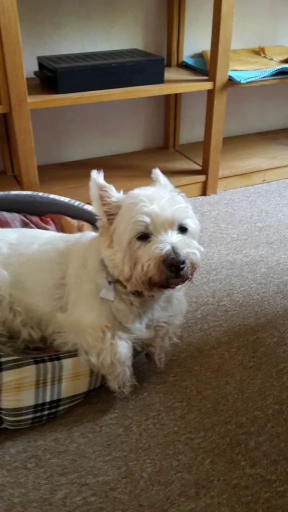 Condolence image of Hannerlore mit Flocke tief im Herzen