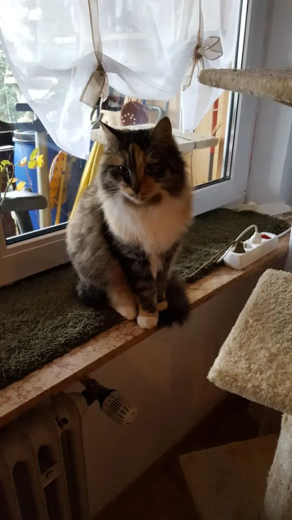 Condolence image of Rosemarie mit Minnie im Herzen