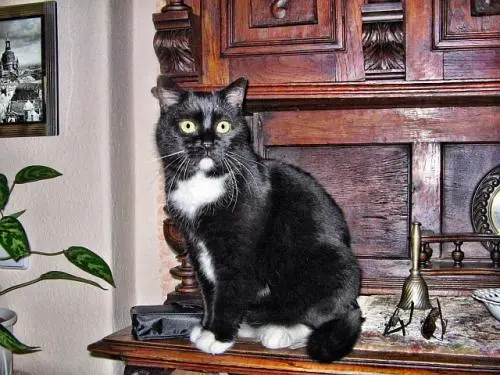 Image from Teddy (Bärchen)