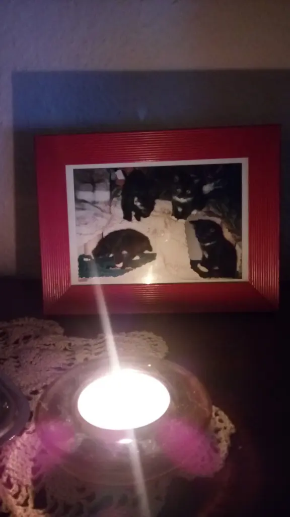 Image from Teddy (Bärchen)