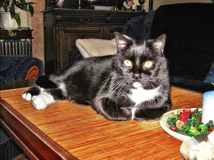 Image from Teddy (Bärchen)