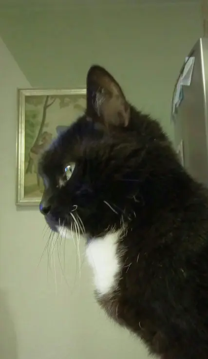 Image from Teddy (Bärchen)