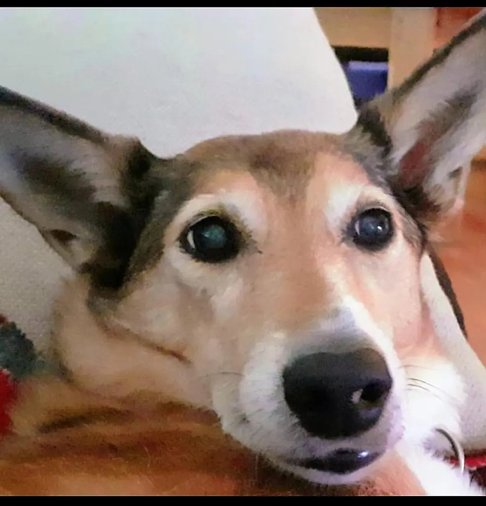 Andachtsbild von Claudia