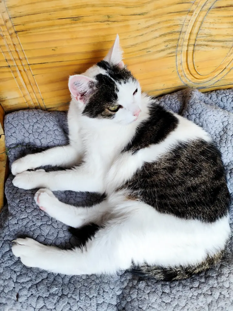 Bild von Ziggy