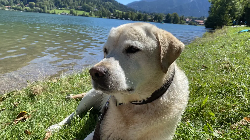 An seinem Lieblingsplatz am Tegernsee