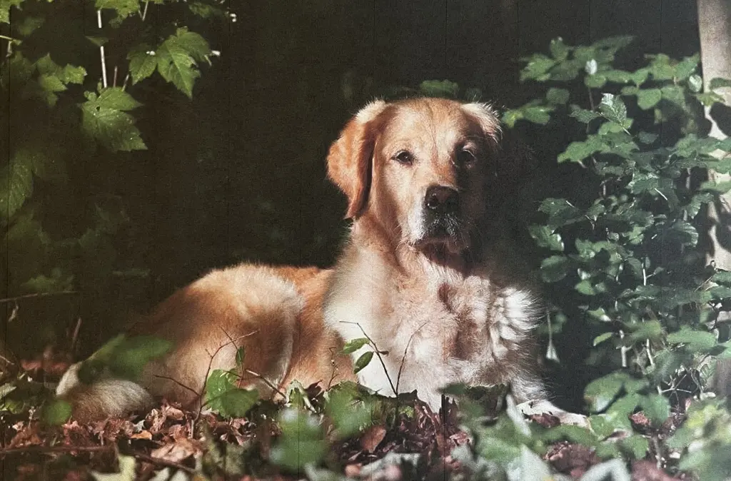 Bild von Enya