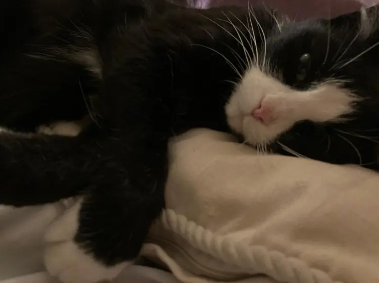 Image from Frau Meyer