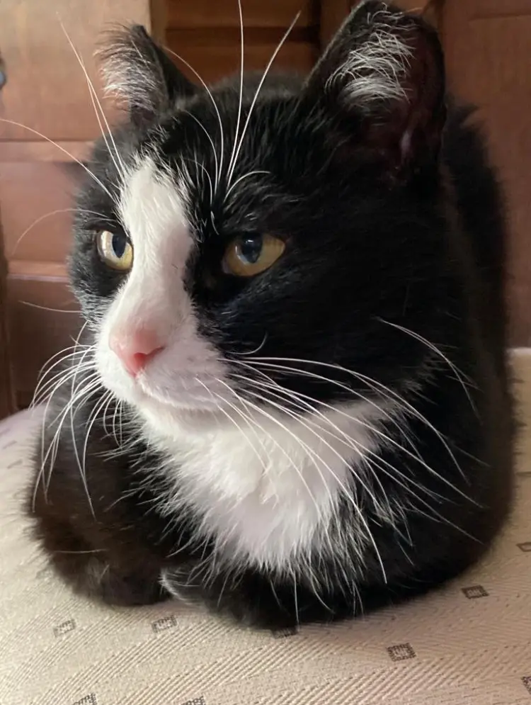 Image from Frau Meyer