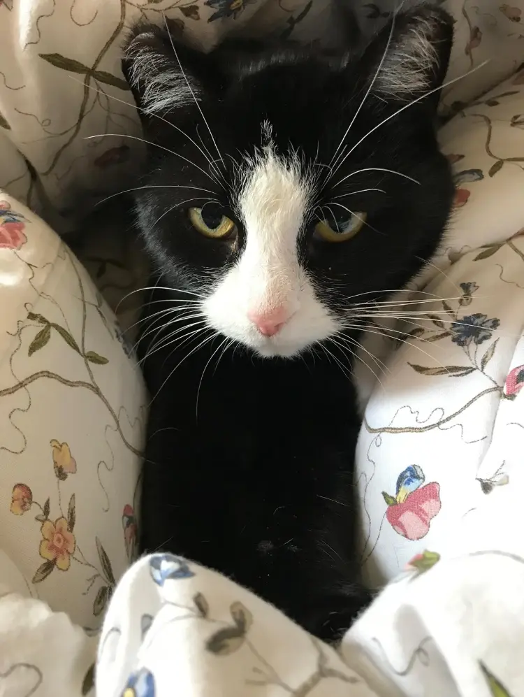 Image from Frau Meyer