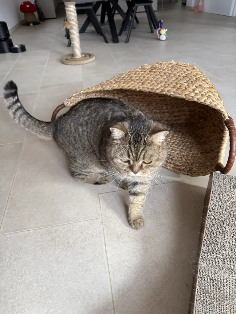 Andachtsbild von Dorothea