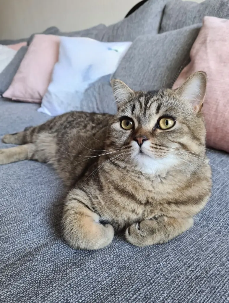 Bild von Cookie