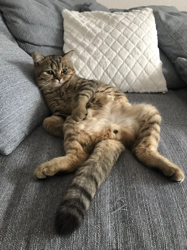 Bild von Cookie