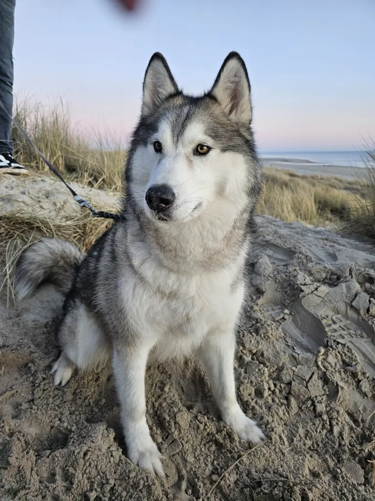 Bild von Loki