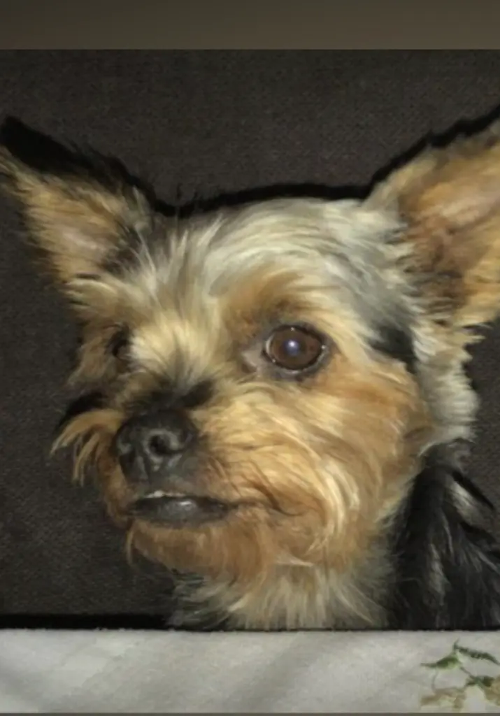 Bild von Lucy