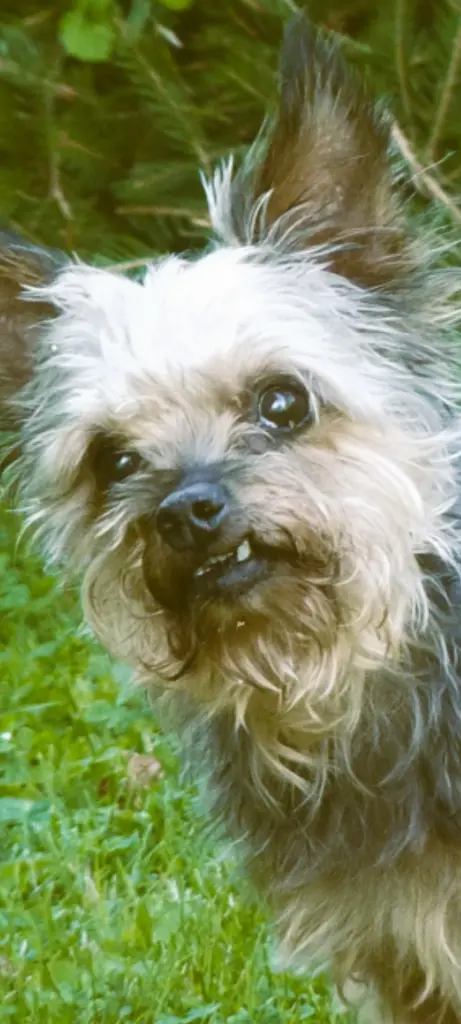 Bild von Lucy