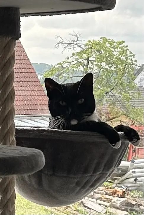 Bild von Dreamboy