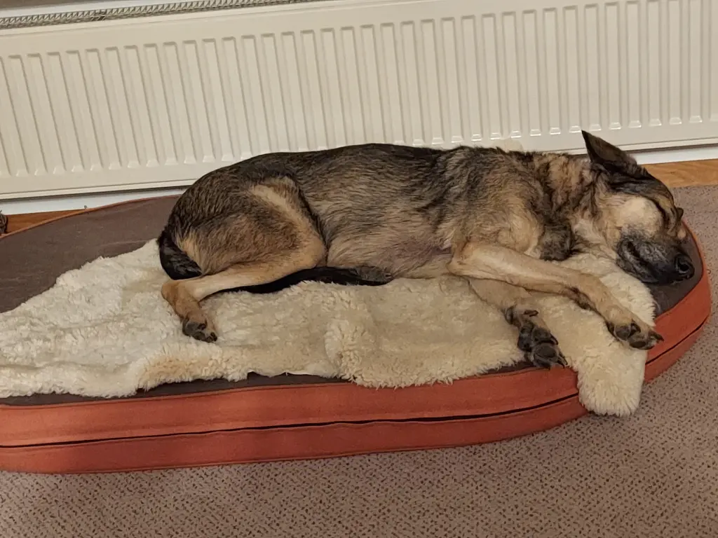 Lina auf einem ihrer Schlafplätze