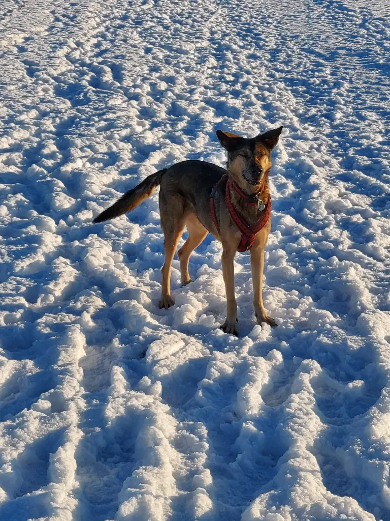 Lina im Schnee