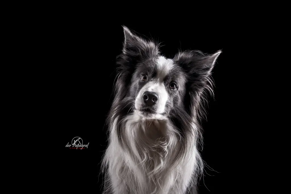 Bild von Cooper