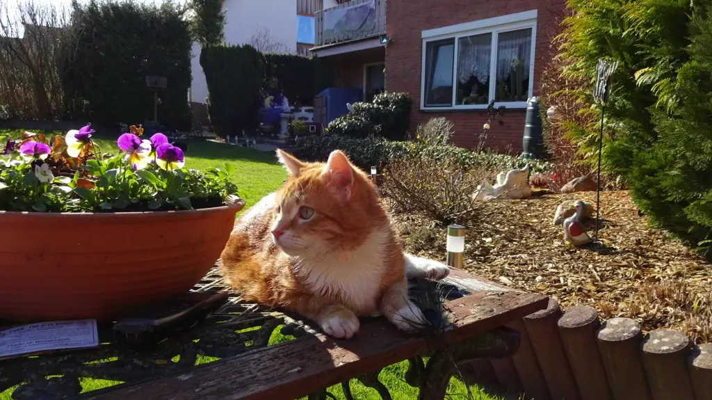 Im Garten
