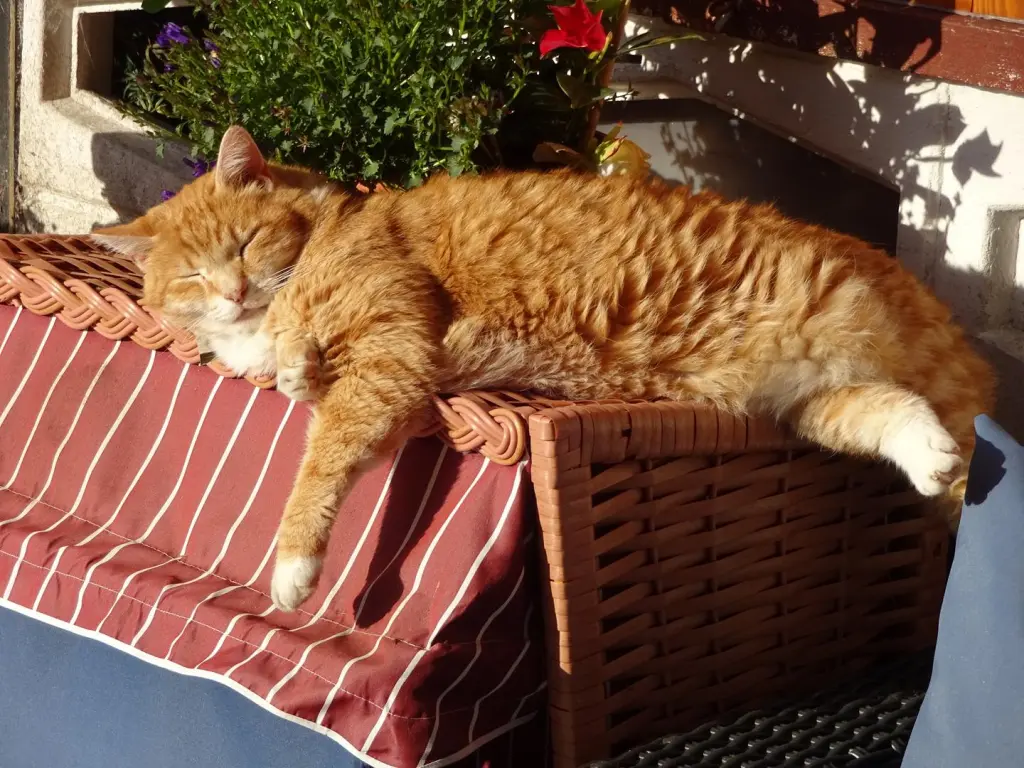 Relaxen auf dem Katzen-Strandkorb