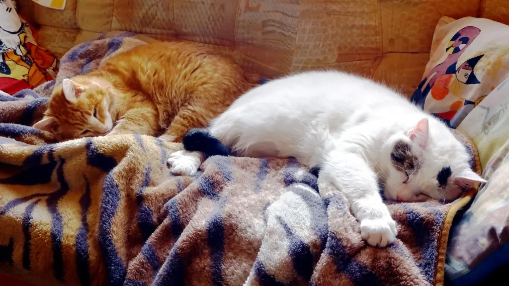 Lando und Prinz Benny der IV.